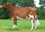 Judith 39 (3rd dam of Jumpstone Red) owner: J.G. Nijenhuis, Markelo