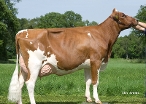 Judith 22 (4th dam of Jumpstone Red ) owner: J.G.Nijenhuis, Markelostiermoeder CRV