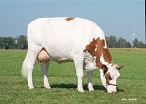 Suzan 577 (dam of Rudo) owner: FGA van der Heijden, Oost-West- en Middelbeers