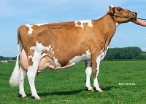 Susanna 303 (granddam of Stevie Red) owner: Mts. H. & P. van Loon-van Wijgerden, Delwijnen