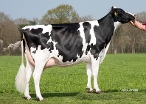 Weelder Esmonique 38 (3rd dam of Everton) owner: Maatschap v.d. Kamp, Putten