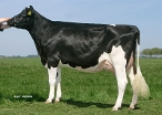 Midwolder Marjon 15 (3rd dam of Mansion) owner: Mts. J., P. & A. van Erp, Midwolda