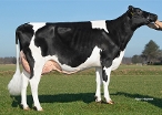 Rietje 1 (dam of Ridge, 2nd calver) owner: K.A.F.M. & L.P.J. Nooijen-Maas, Coevorden