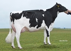 Delta Suze (granddam of Shape PP) owner: Dairy Campus, Goutum