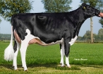 Willem's-Hoeve Rita 1626a (dam of Woody) owner: Fa. D. de Jong, Buren Gld