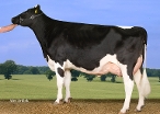 Willem's Hoeve Rita 331 (4th dam of Woody) owner: FA D de Jong En Zn, Buren Gld