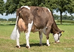 Nellie 126 (2e kalfs, 50%FLV 50%HF) eig.: Kaasboerderij Weenink, Lievelde