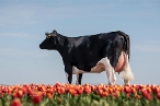 VVH Isa 103 (v: Jacuzzi-Red)
eig.: Van Veelen Holsteins, Biddinghuizen