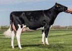 VVH Isa 103 (v: Jacuzzi-Red)
eig.: Van Veelen Holsteins, Biddinghuizen