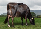 Daughter, Stone Hoof Limited, L & N Stone, Te Kauwhata