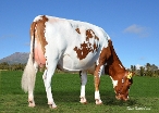 Voltage daughter - C Boyd, Mile Square Farms Ltd, Inglewood