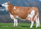 Iris, Granddam of Mint, 6th calver, Owner: Willibald George, Wackersberg