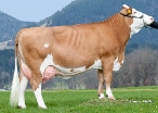 Inka, Dam of Mint, 4th calver, Owner: Willibald Georg, Wackersberg