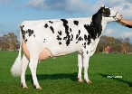 De Pettershoeve Leida 464, 2nd calver,  Owner: Mts. HKG & AG Petter-Aufderhaar, Ommen