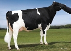 Wesselcrest Grafet Lakin, Dam of Landon